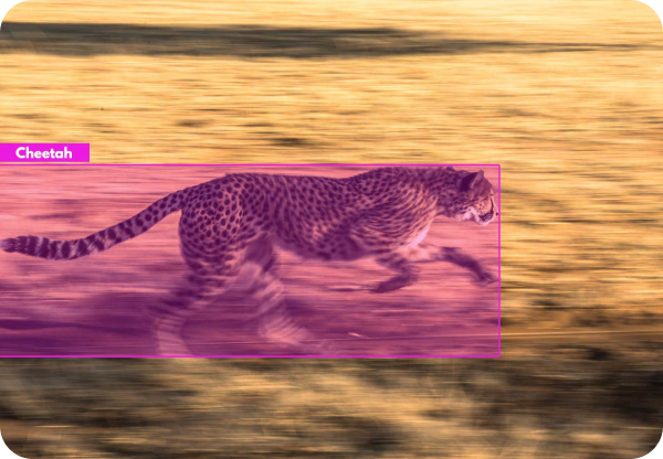 image of fast cheetah